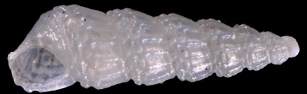 Tragula fenestrata, a marine gastropod mollusc in the pyram family